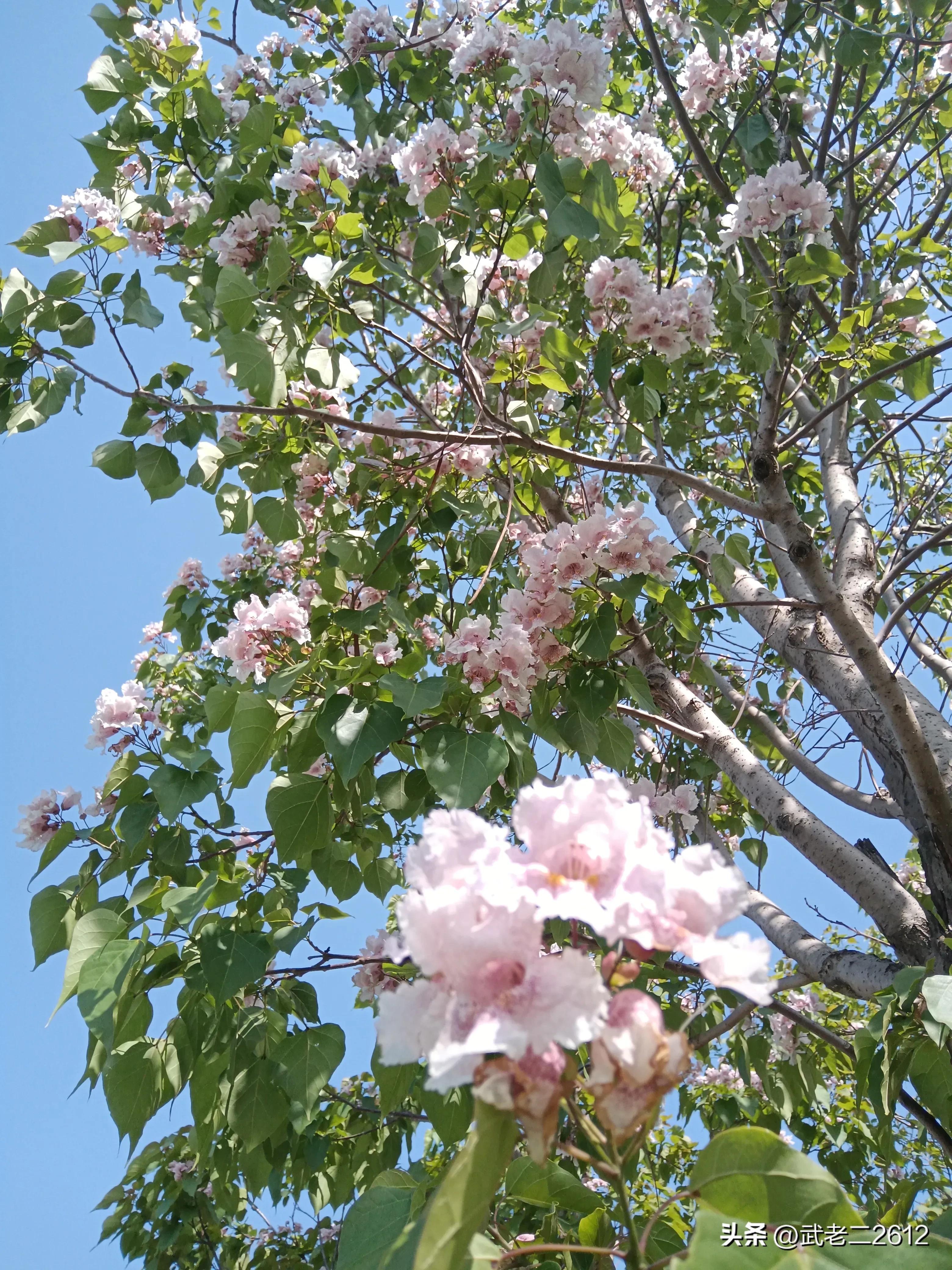 一个为我折树上莲花灯的人