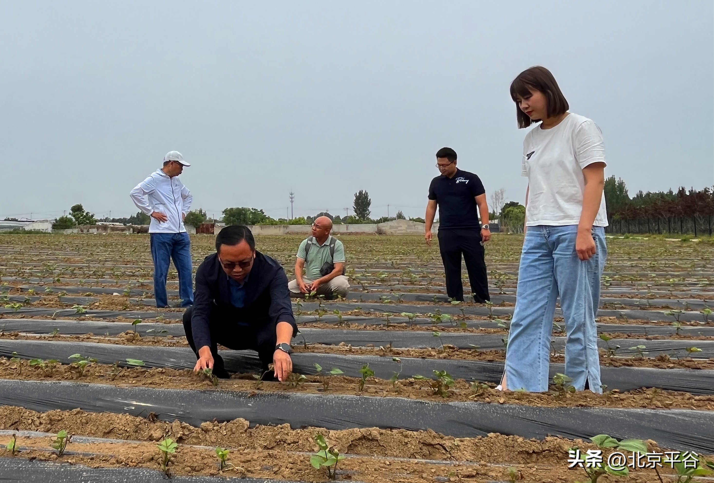 平谷夏各庄镇贤王庄村红薯,平谷区贤王庄红薯