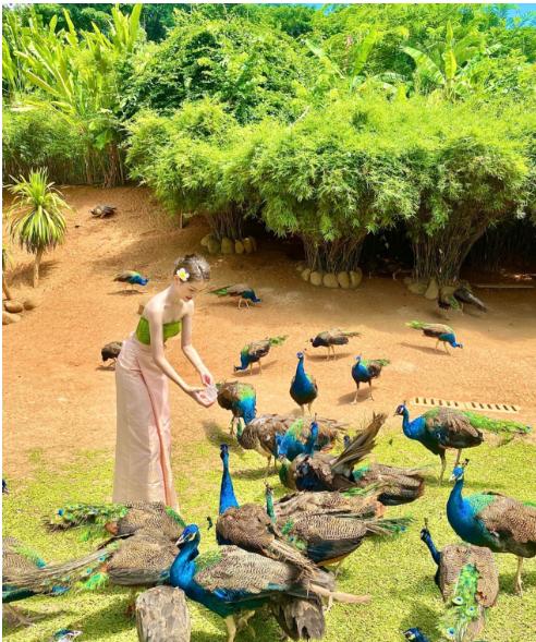 西双版纳勐泐文化旅游区讲解,西双版纳勐泐文化旅游区地图攻略