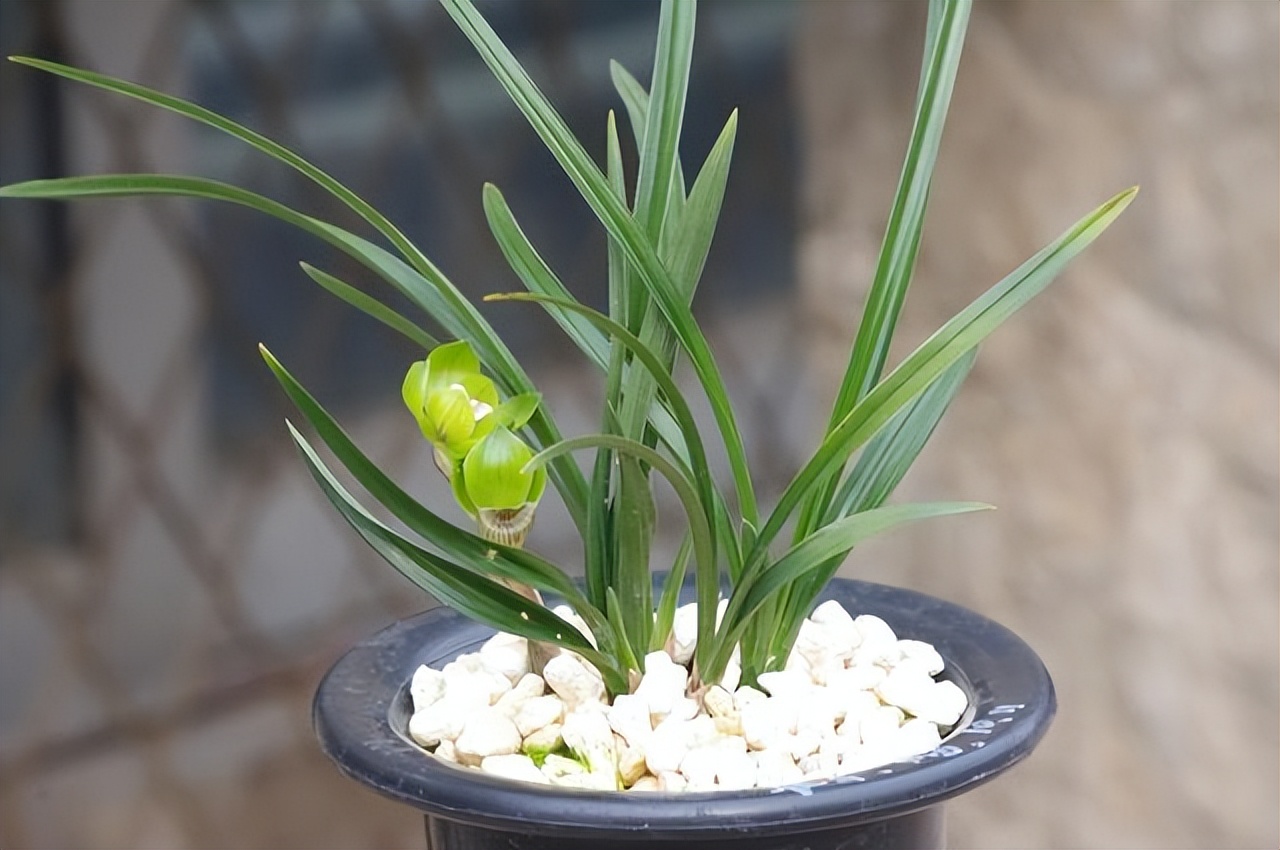 春兰绿云兰花,绿云春兰浓香型兰花