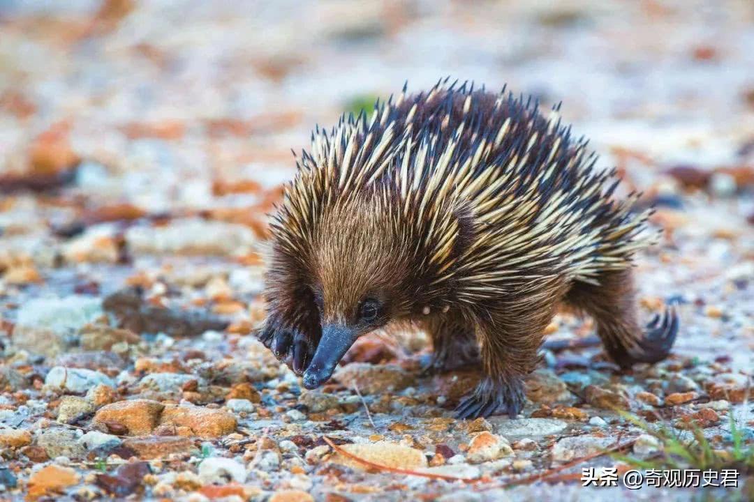 雄性动物进化器官,雄性生物生殖进化
