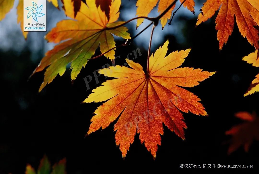 「秋天必看」枫树图鉴22年版——鸡爪枫及日本枫篇