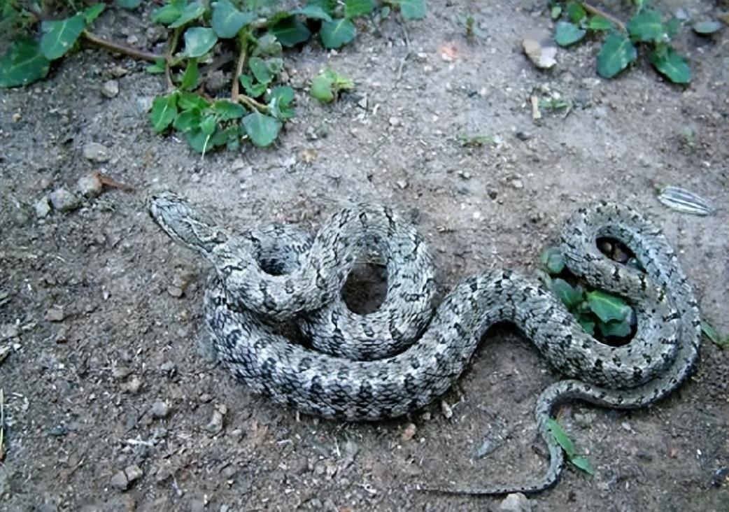 “蛇灭门”到底有多神奇？揭秘老人口中的杀蛇神器！