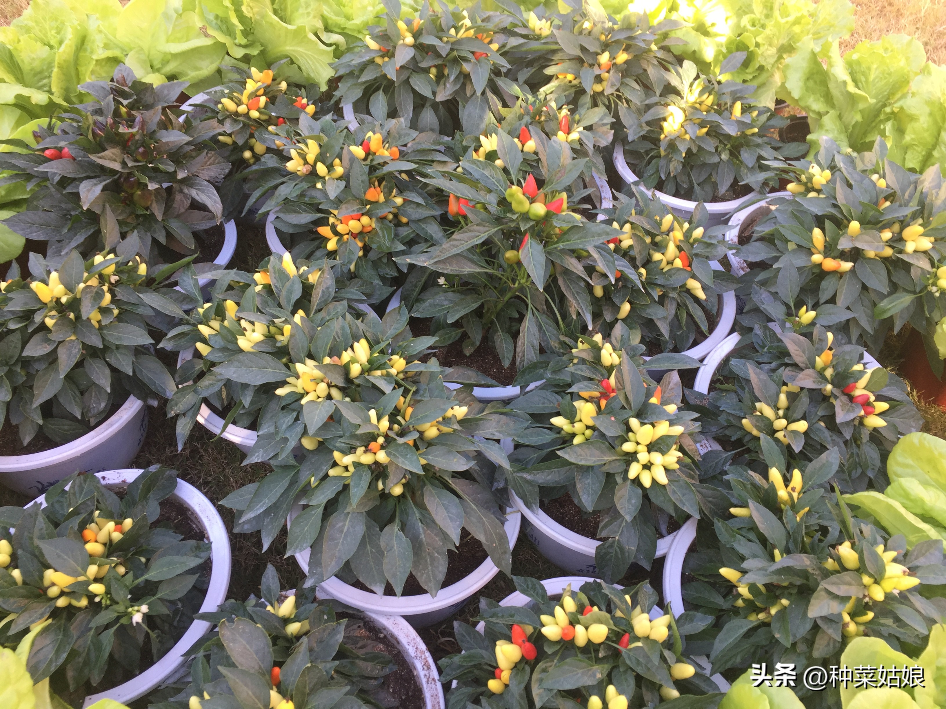 都说种菜喷磷酸二氢钾好，真的那么神奇吗，还有哪些叶面肥？