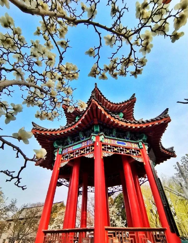 济南的春天来了吗,济南春天来了