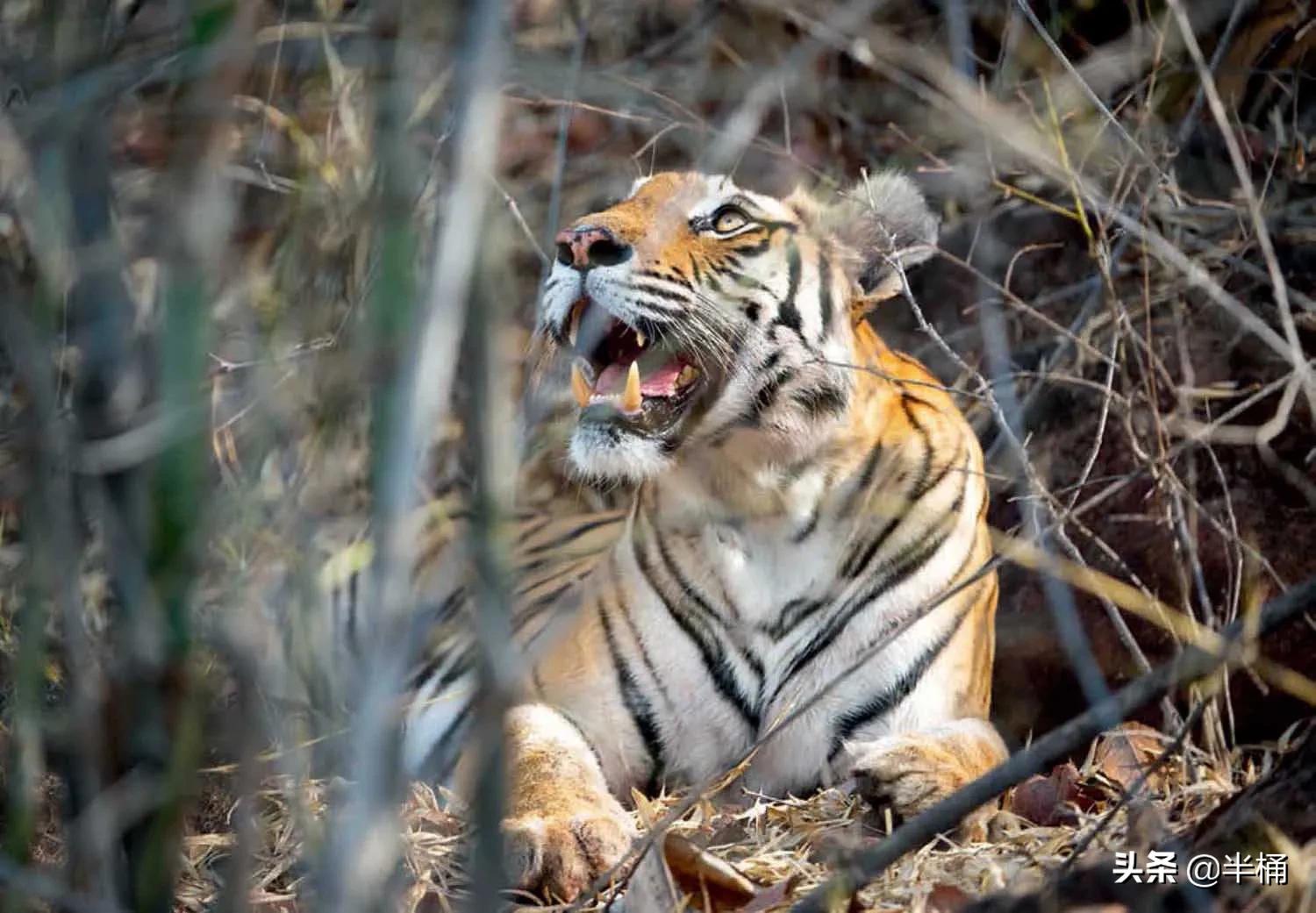 老虎在哪个地方比较有利自己,老虎的软肋是什么