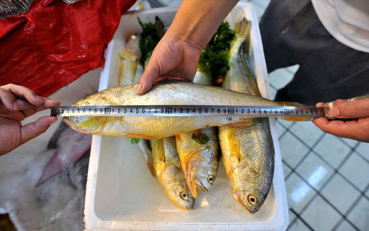 每年放流大黄鱼,现在野生的大黄鱼是以前放流的吗