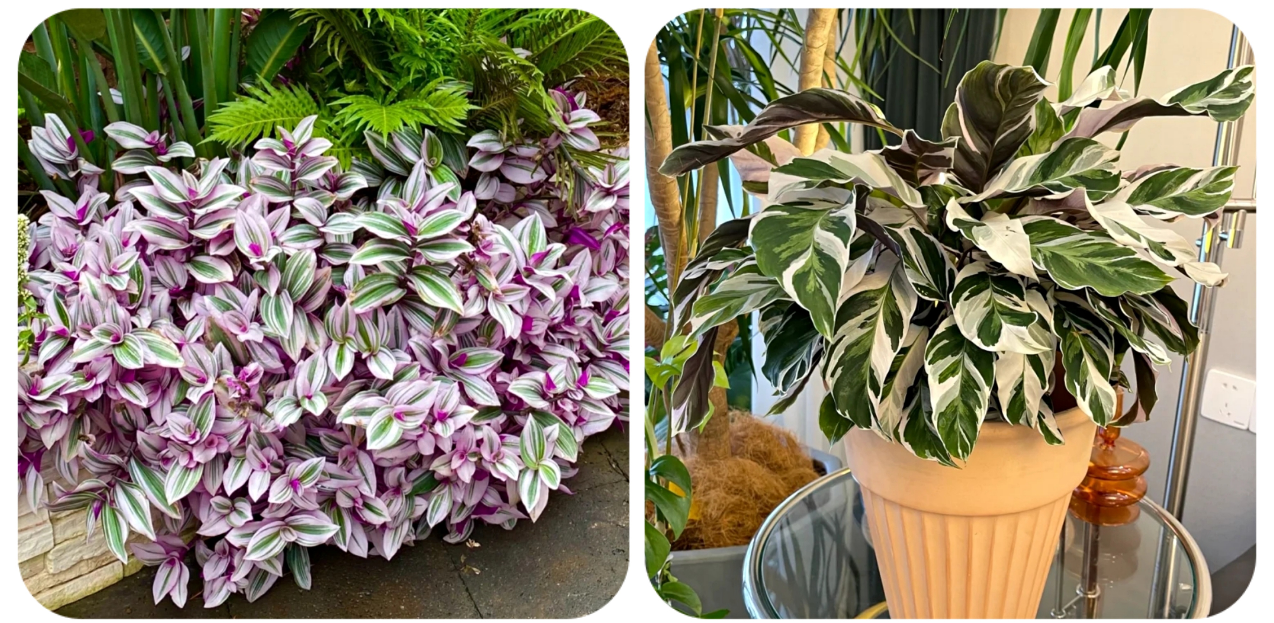 阳台上可以种什么蔬果,阳台上适合种的蔬果