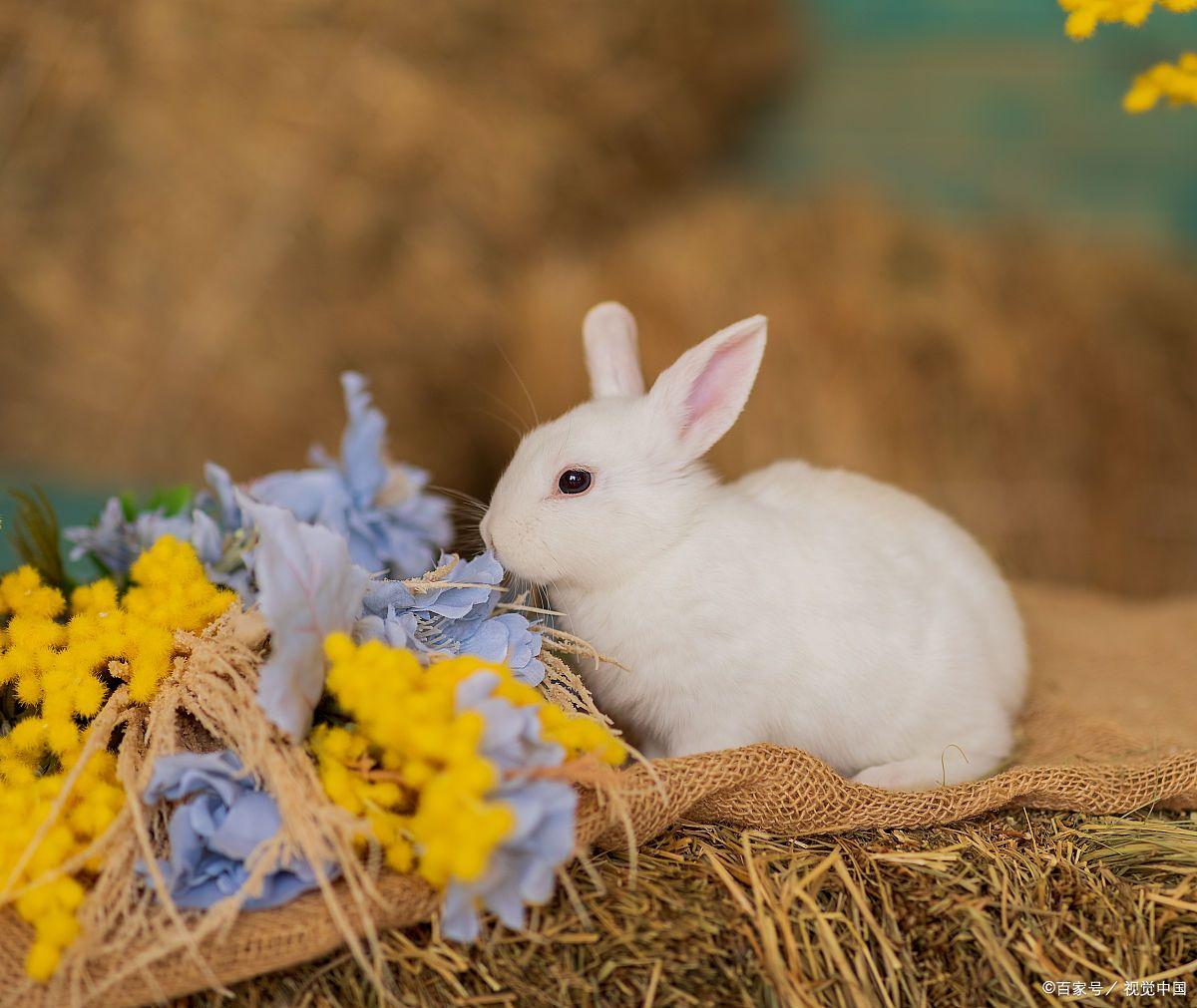 养殖兔用什么兔粮最好养,养兔经验分享兔粮一次喂多少