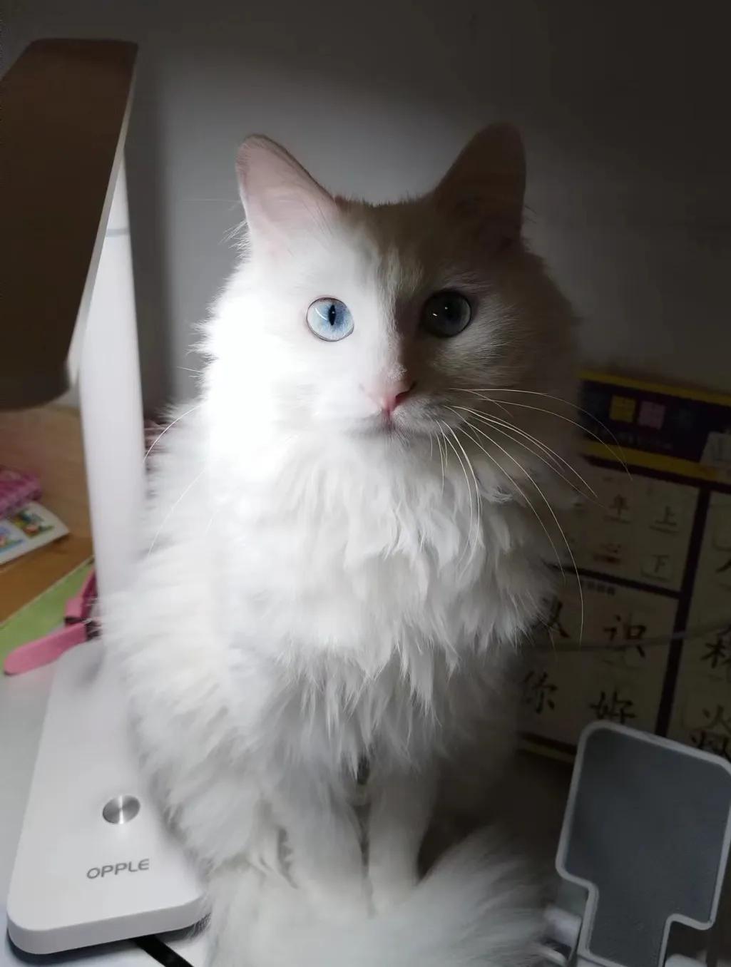 狮子猫的软肋,我家狮子猫眼睛蓝色的有点黄