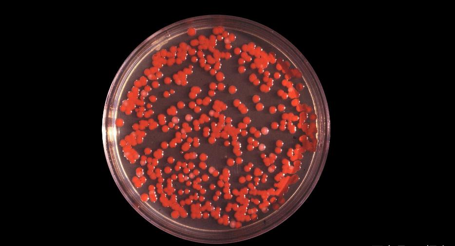 1950年的美国的生化危机,旧金山生化危机