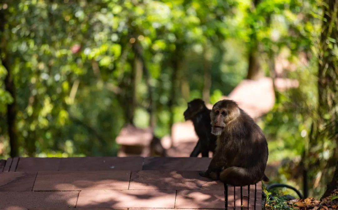 洪雅一个生你养你的地方,洪雅一个养你的地方