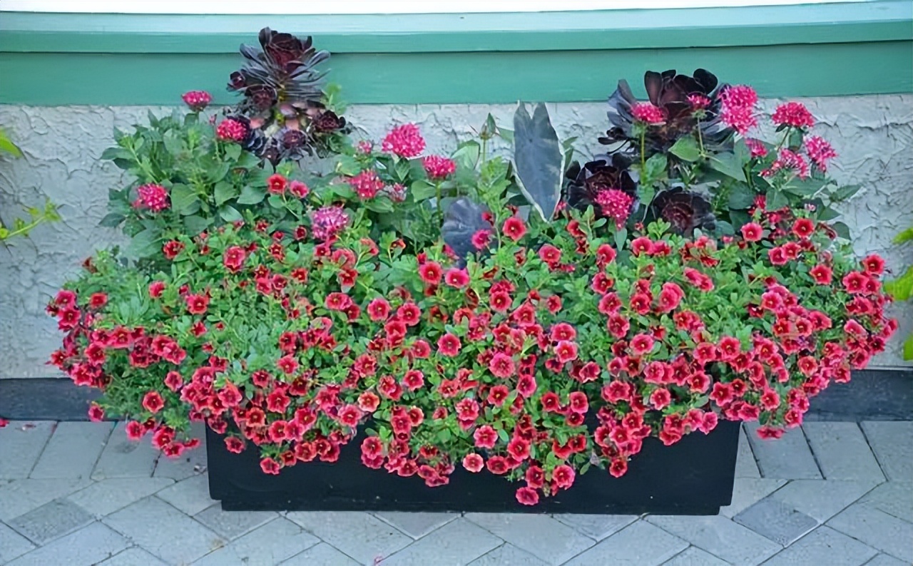 夏天最好养的花排名前十,适合在夏天养的花好看又好养