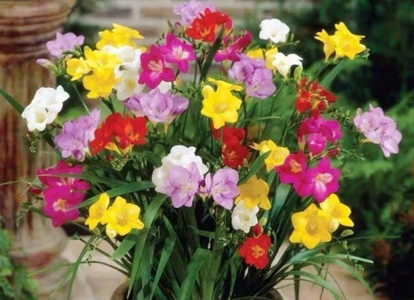 海山翻唱和平与爱,海山朗诵