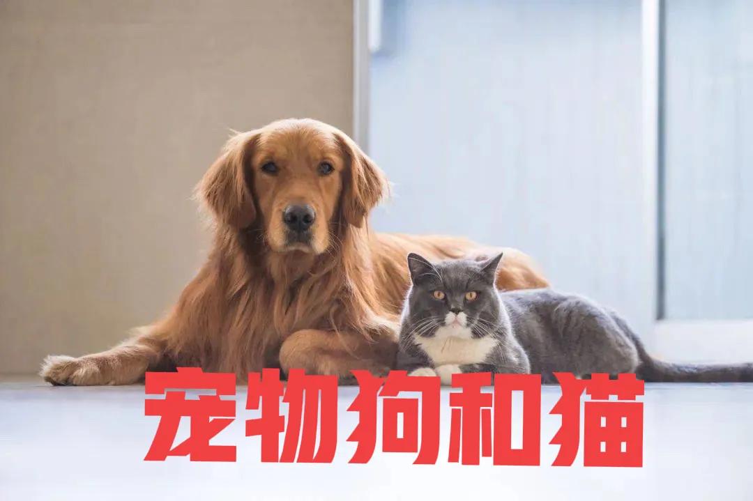 网上领养猫被骗1万,女子将猫寄养疑似被骗