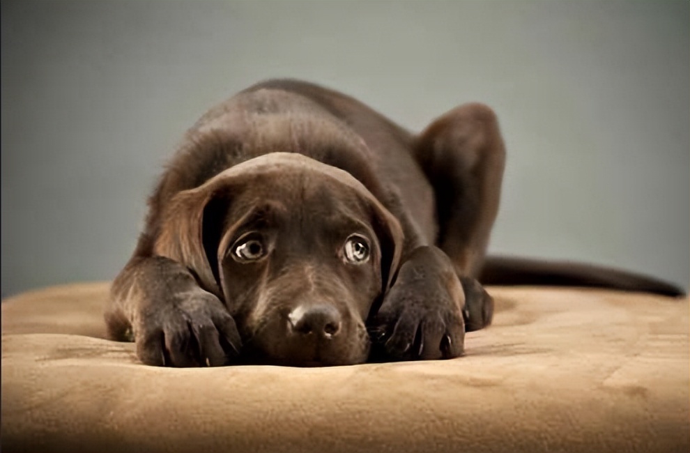 狗狗不呕吐不拉稀是细小康复了吗,狗狗可以拉稀拉血一定是细小吗