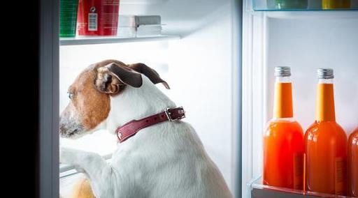 小狗对主人呜呜是什么意思,狗低声呜呜叫是什么意思