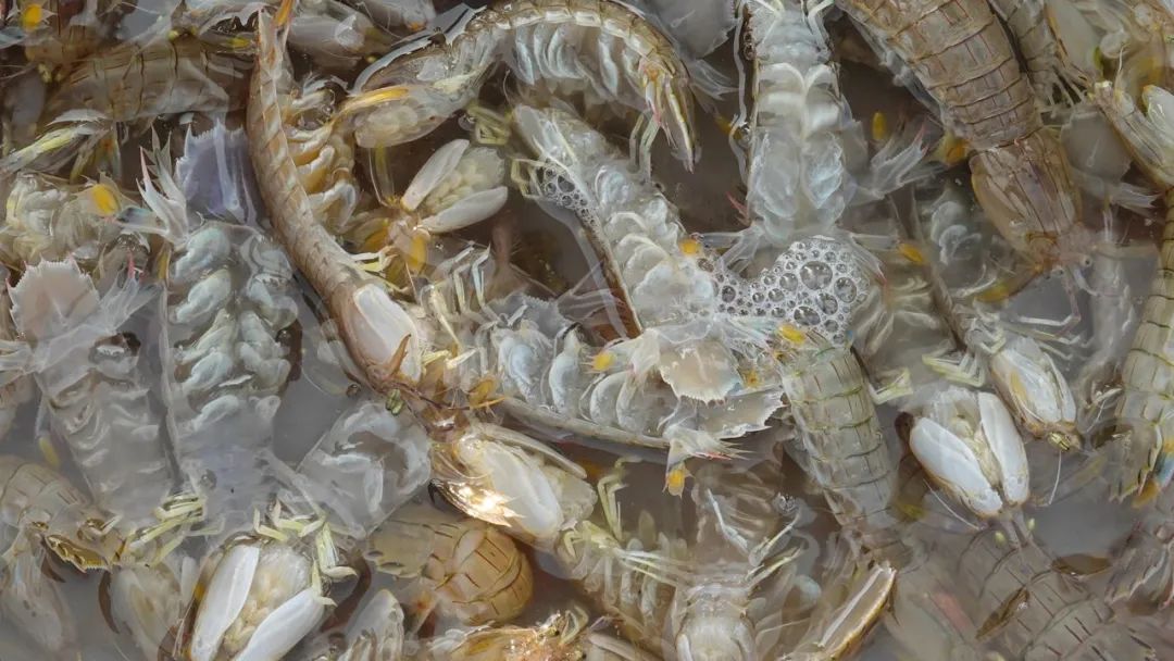 疫情快过去吧，我不想错过这座海滨老城的春天