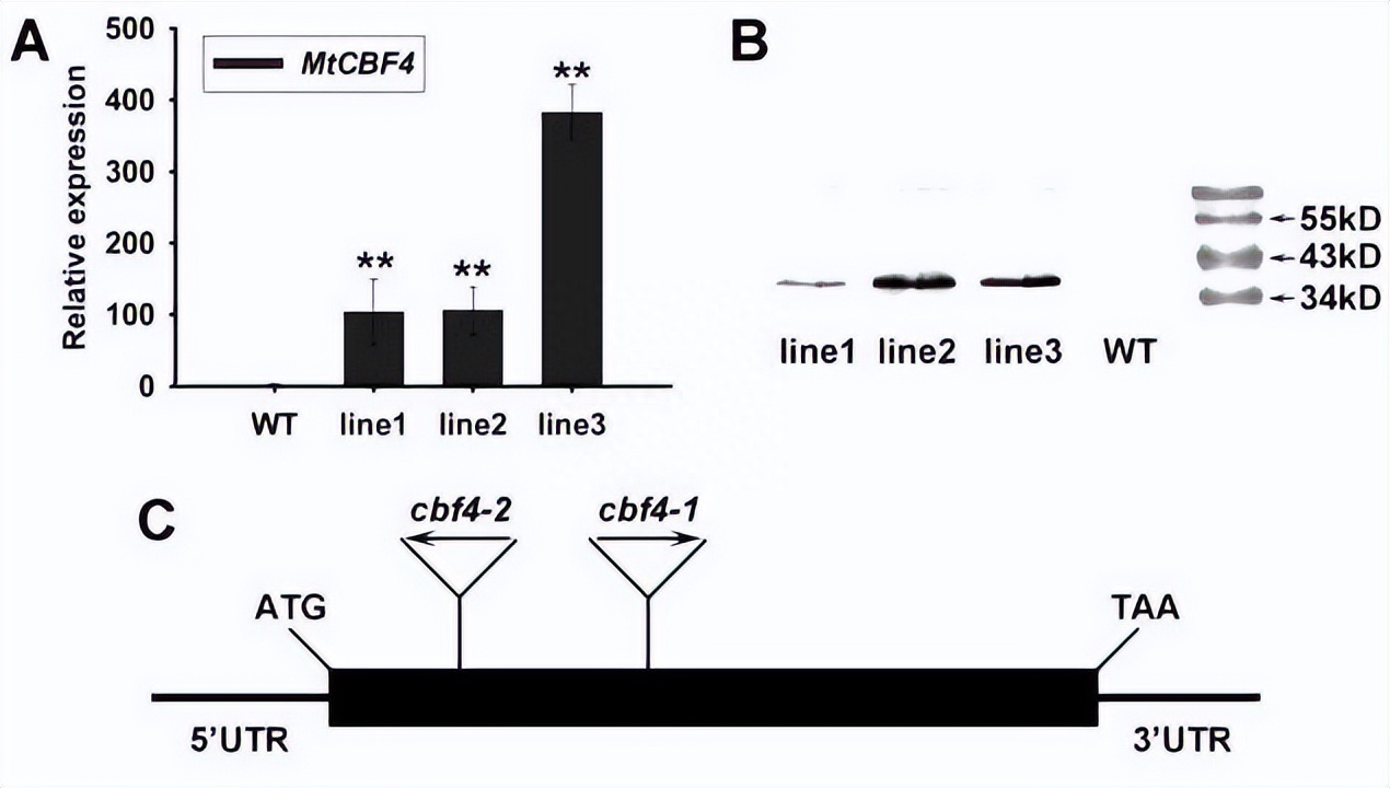 如何使用EOSM290机器，在不同加工条件中，制造出极端形状的薄壁
