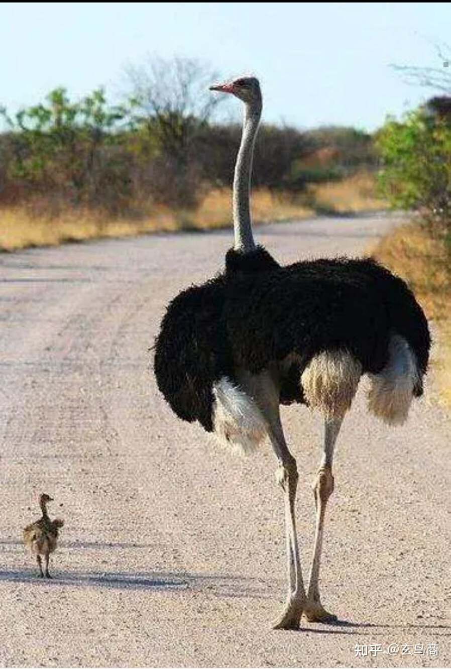 山海经2012白话全译彩图版pdf,山海经海外西经是指哪里