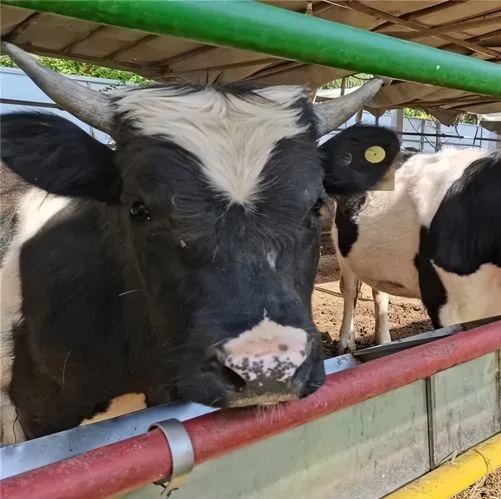 【FENG娱】王佐镇:娱乐+科普+自然,暑假解锁亲子出游新方式!