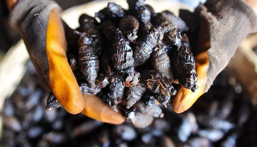 槟榔造成的癌症人数,槟榔导致癌症的过程