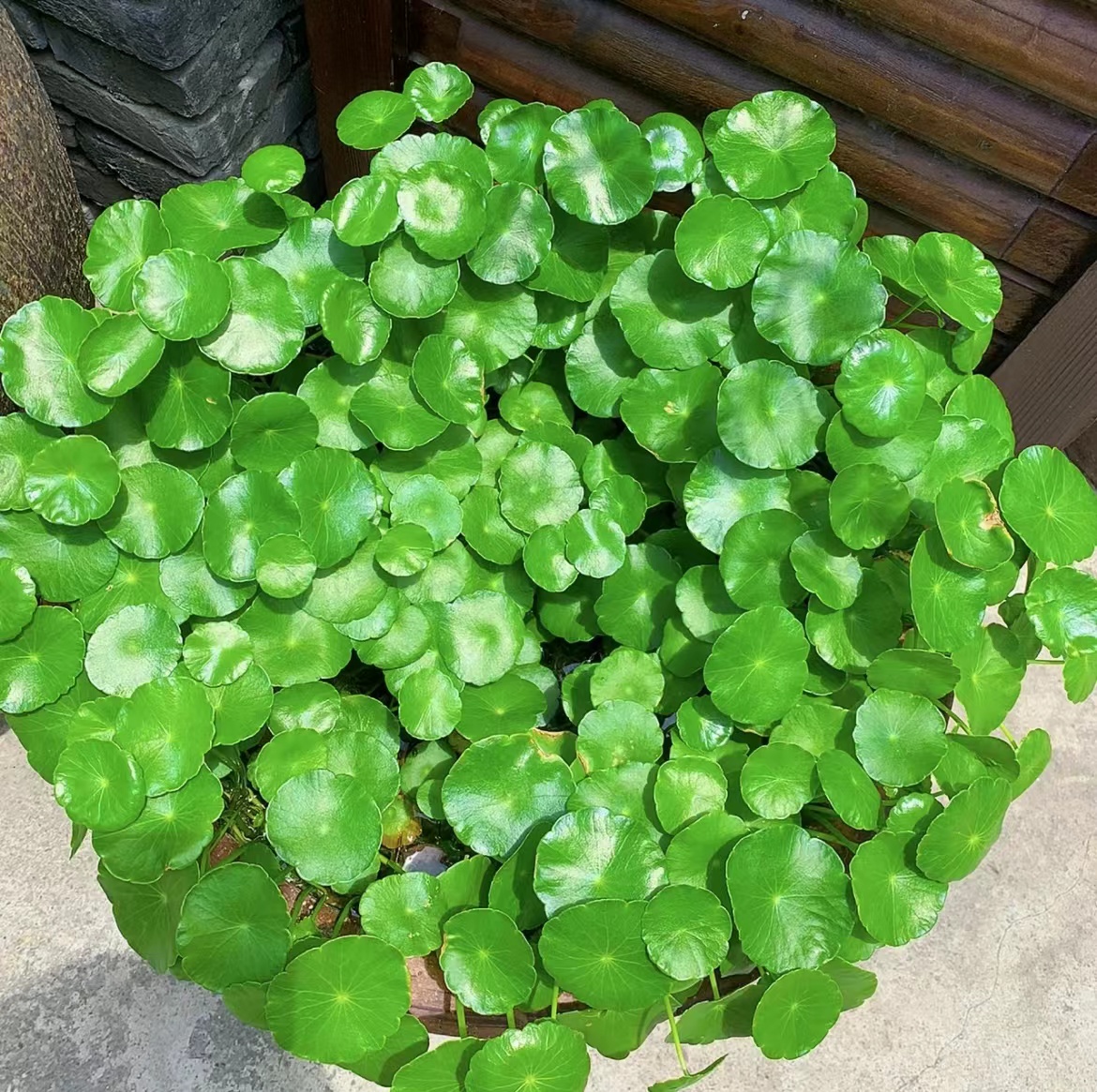 办公室书桌摆什么花好风水,办公室摆旺事业植物最好