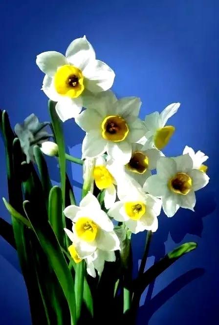 古诗词中的水仙花：飘零尘俗客再见水仙花