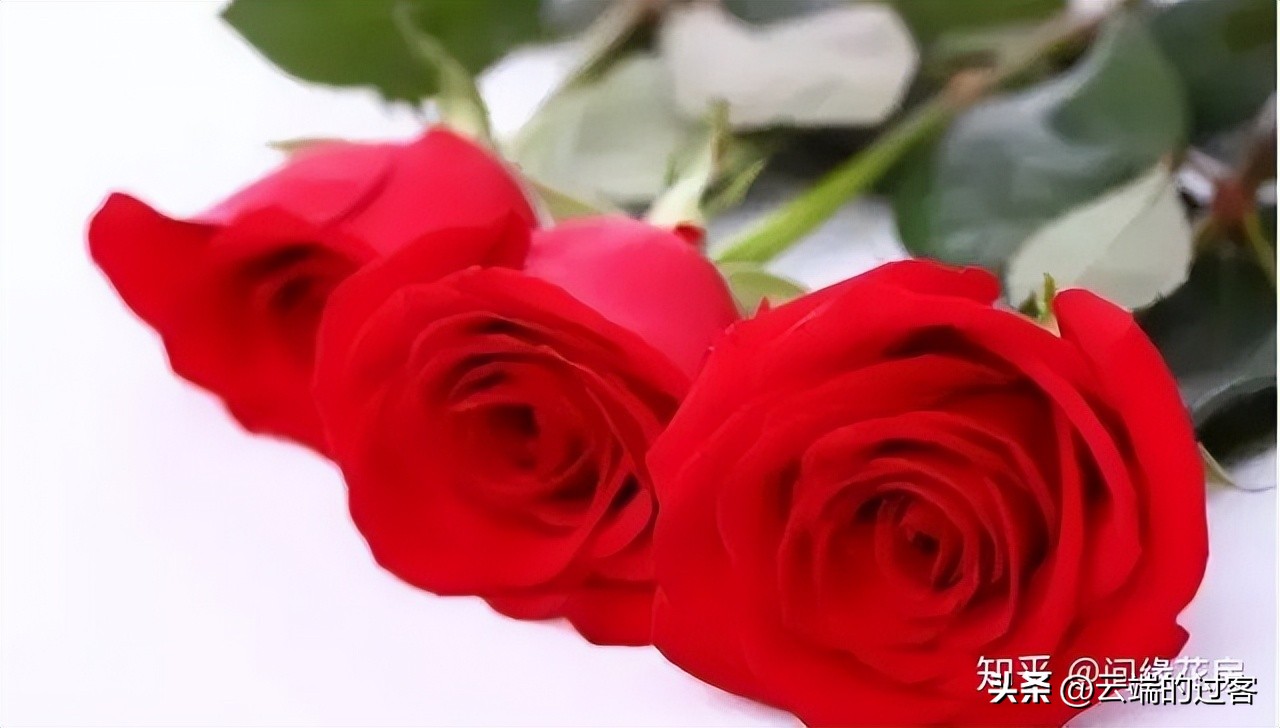 1到99朵玫瑰的含义图片,1到99朵玫瑰花语是什么