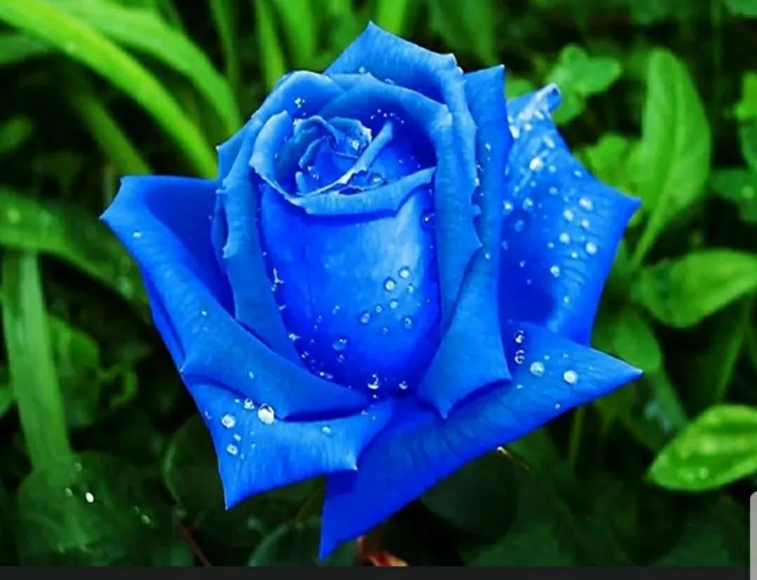 月季玫瑰蔷薇三姐妹的区别,月季蔷薇和玫瑰哪个更好看