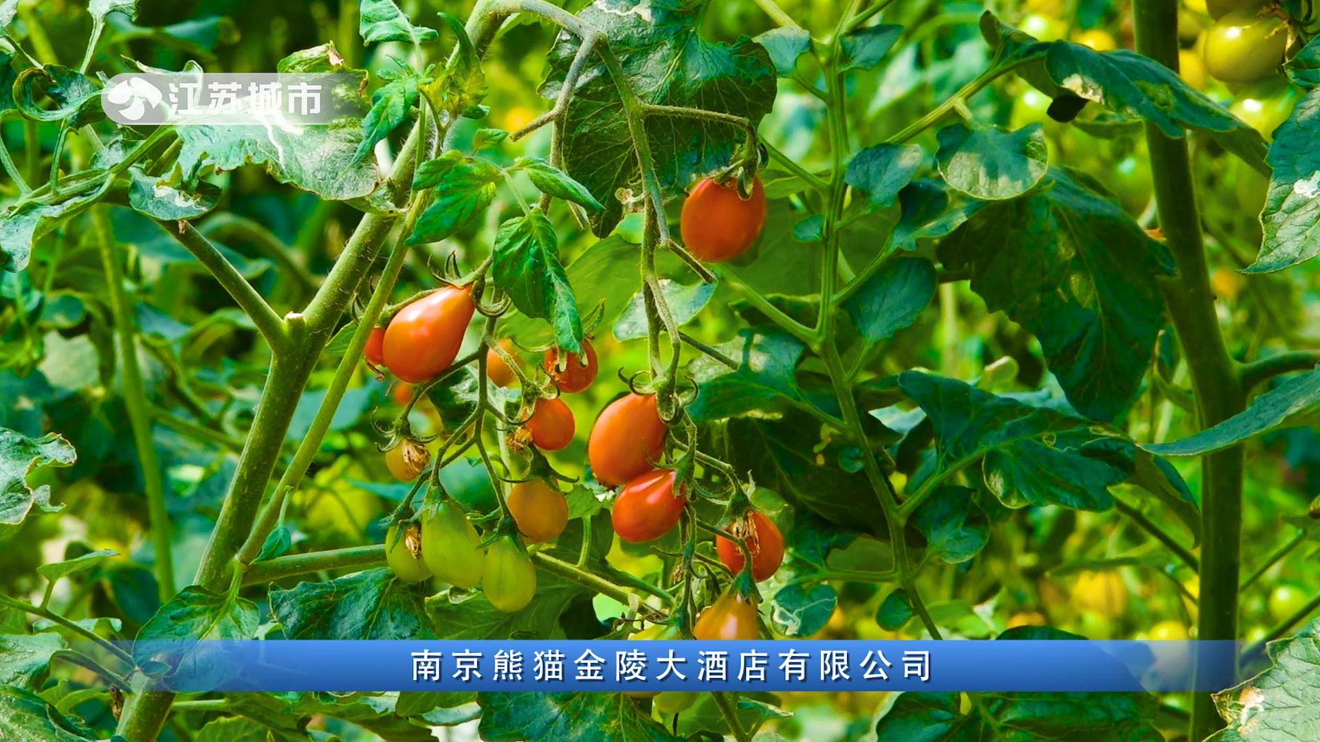 南京顺九,南京顺九发农业生态科技有限公司