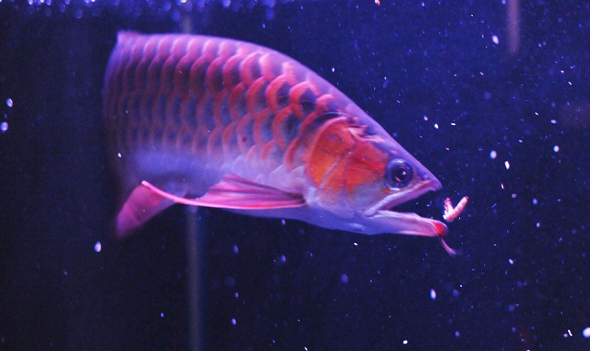 龙鱼体型变s形怎么办,龙鱼鳃畸形