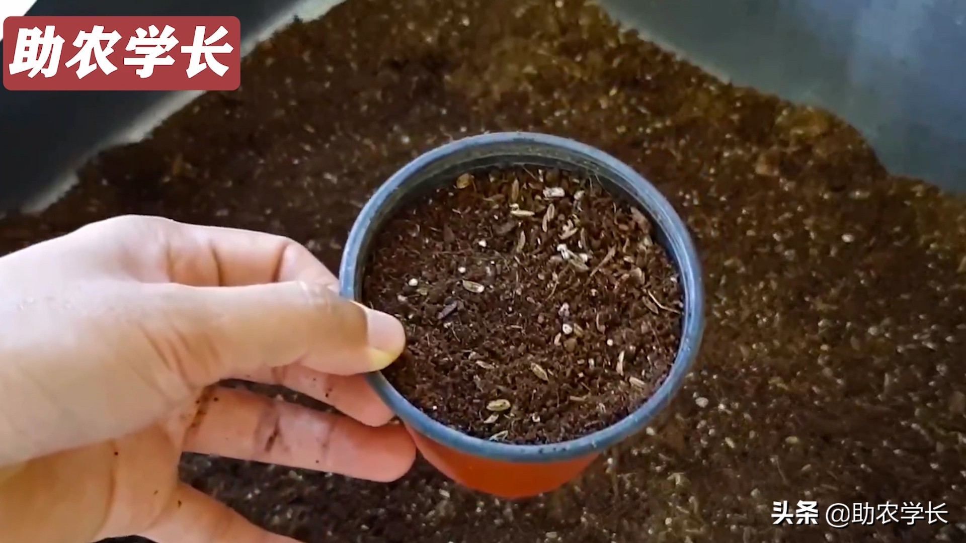 火龙果种子种植到结果的技术方法,如何培育火龙果又大又甜