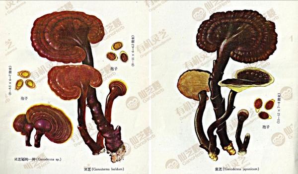 灵芝野生的好还是种植的好啊,野生灵芝品种哪些药用价值好