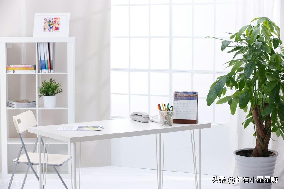 最好的甲醛吸附植物,室内吸附甲醛植物排名