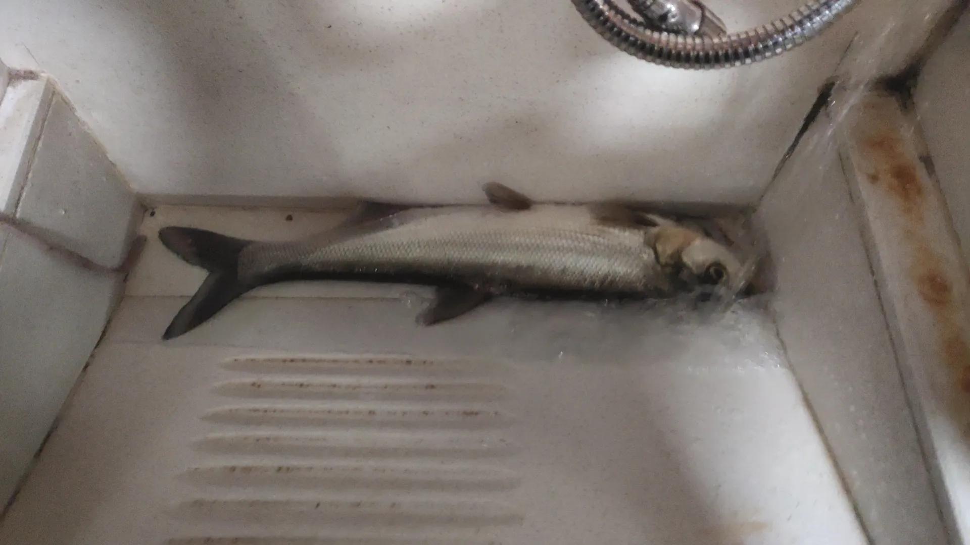 路亚钓翘嘴的正确方法和技巧,路亚翘嘴怎么钓有什么技巧和动作