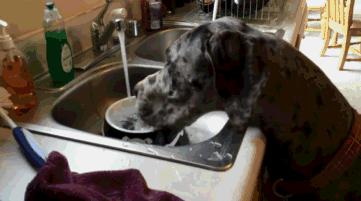 狗狗大量喝水是狂犬病吗,狗狗大量饮水