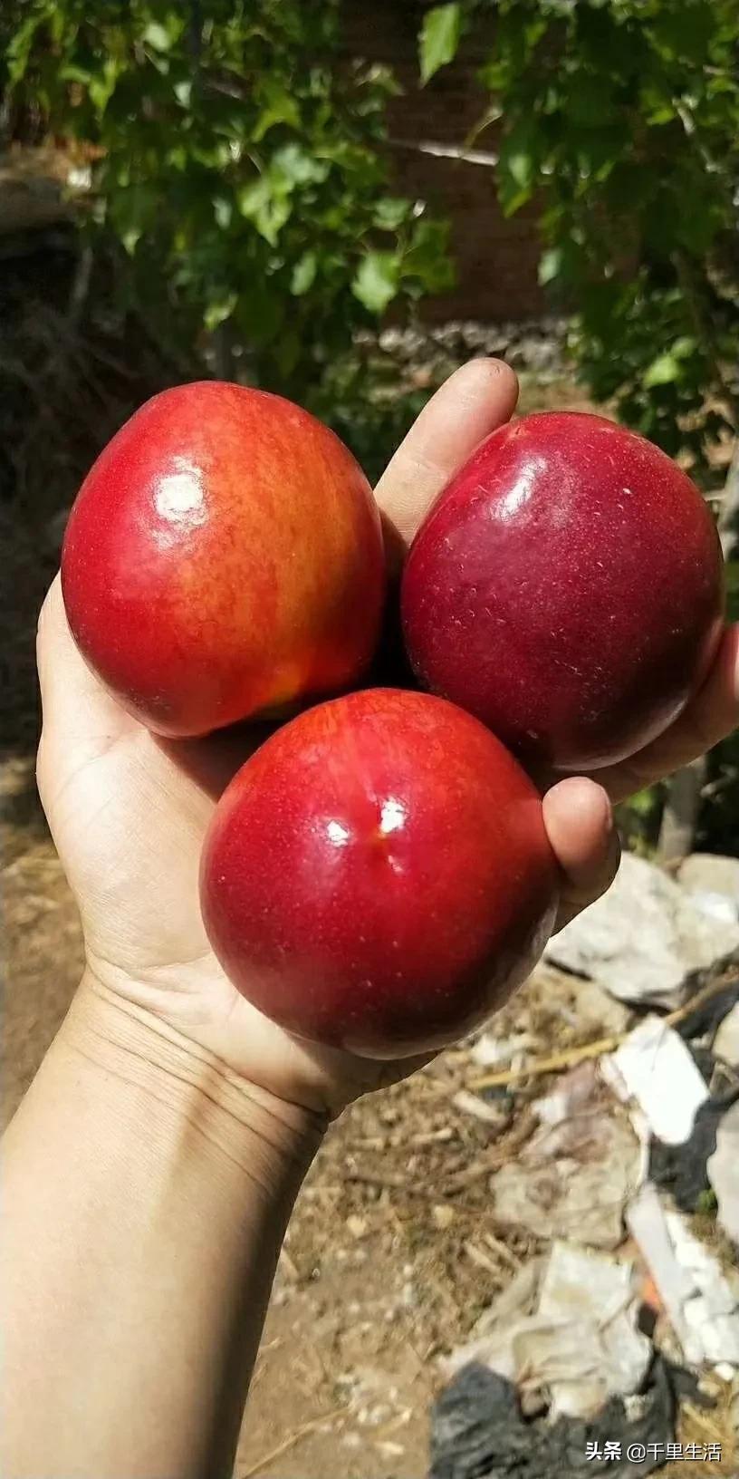 桃子熟了山东蒙阴黄桃,蒙阴蜜桃中国三大名桃