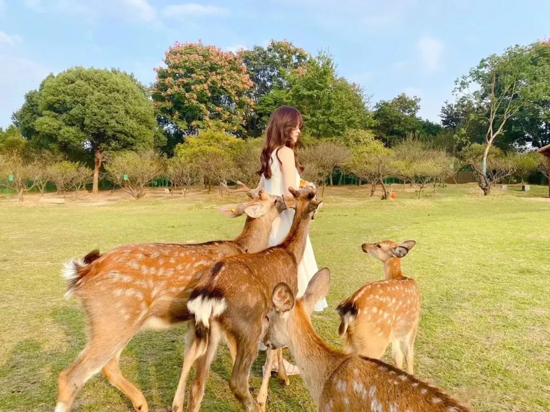 安徽黄山歙县旅游节,安徽人游黄山2017年
