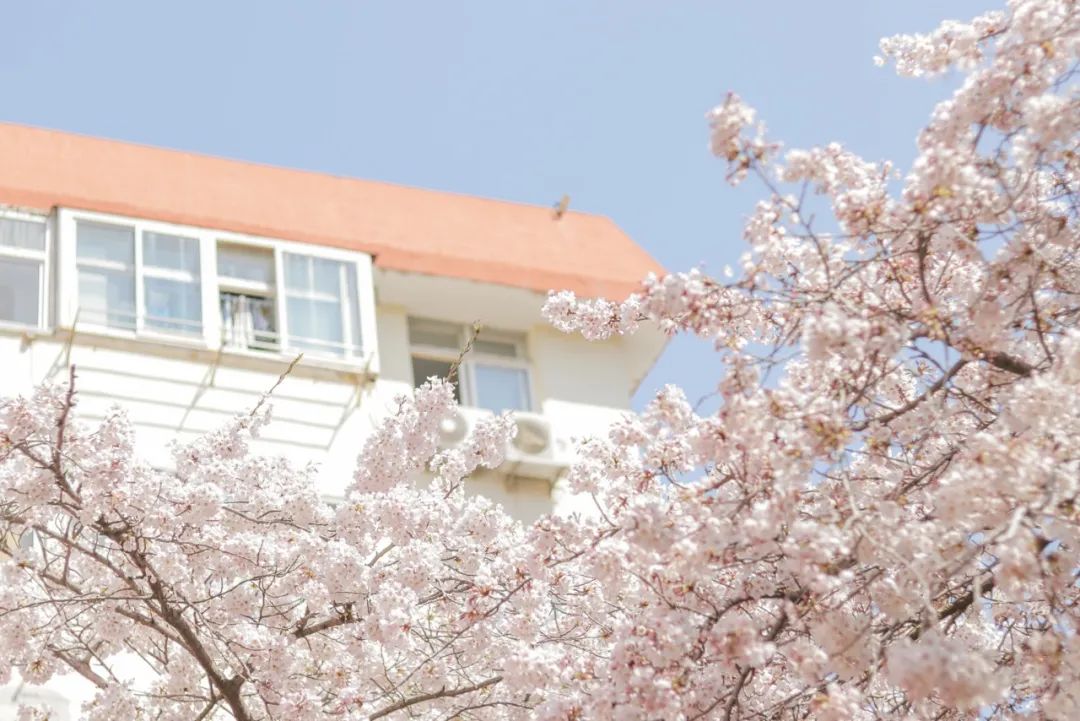 疫情快过去吧，我不想错过这座海滨老城的春天