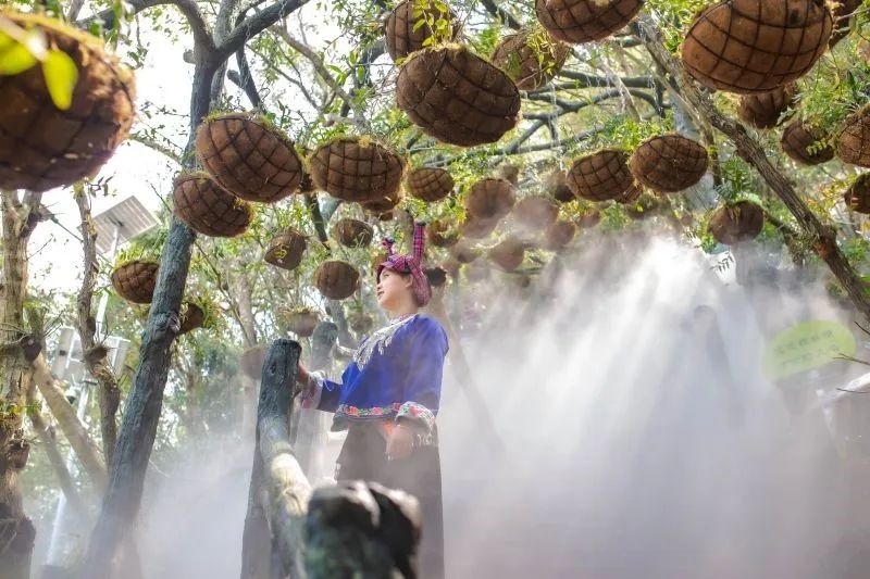 六郎城仙草秘境门票有几个景区,六郎城仙草秘境门票多少钱一个人