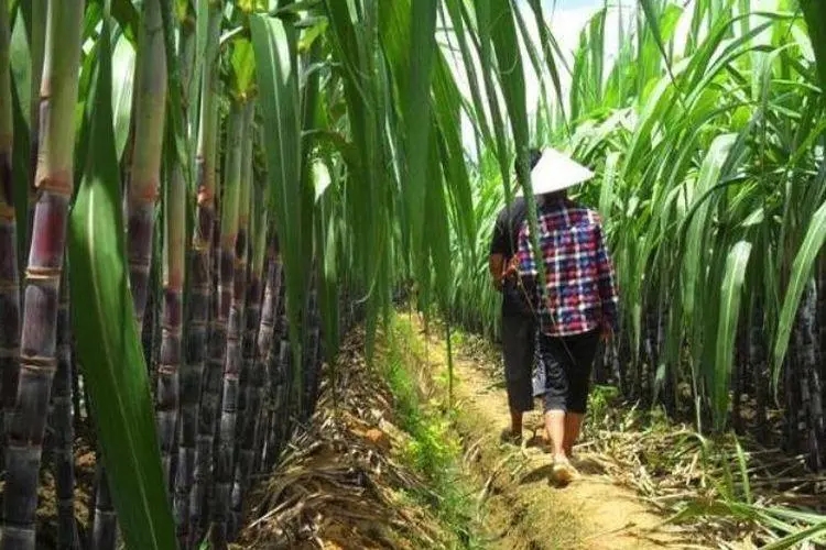 近代前期中国移民的趋势及其成因,台湾被荷兰统治历史简介