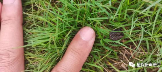 草坪要除草的方法,草坪锈病的病害预测及防治策略