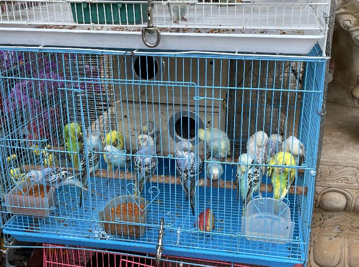 广州芳村花地古玩城,花地湾古玩城花市