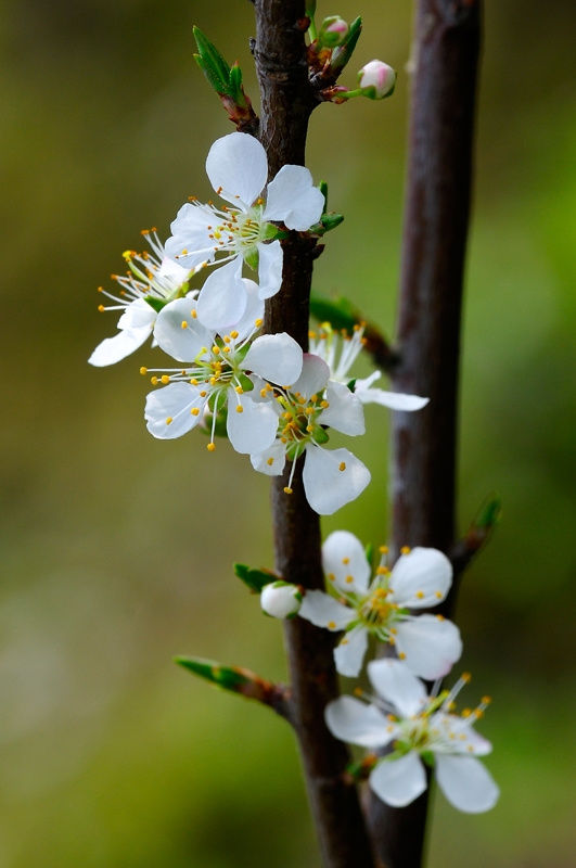 春游观赏的花有哪些,春天赏花什么花好看