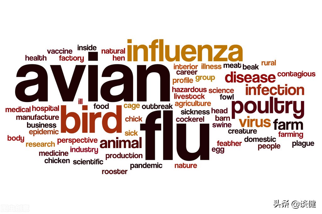 肉鸡含有激素是真的吗,肉鸡有激素吃对人体有伤害吗