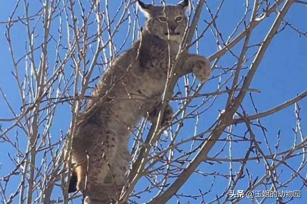 猞猁和雪豹谁厉害,猞猁大战狼群结果不敌狼群被杀死