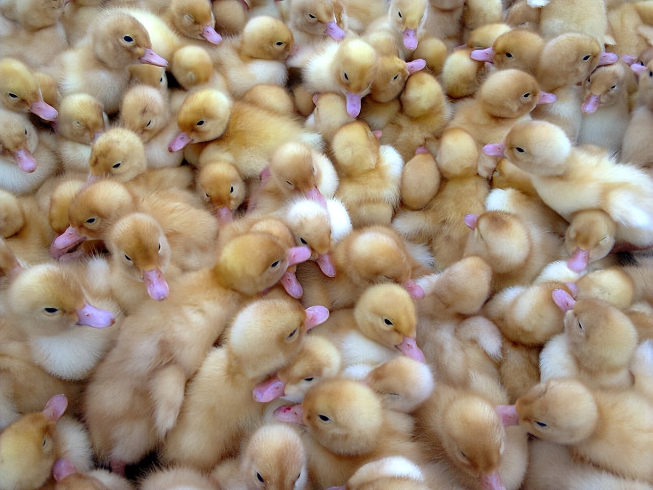 鹅腿肿了瘸了怎么治疗,小鹅腿瘸关节肿怎么回事用啥药