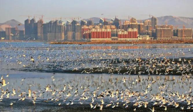 大连金普新区能大发展么,大连金普新区2022年开工项目