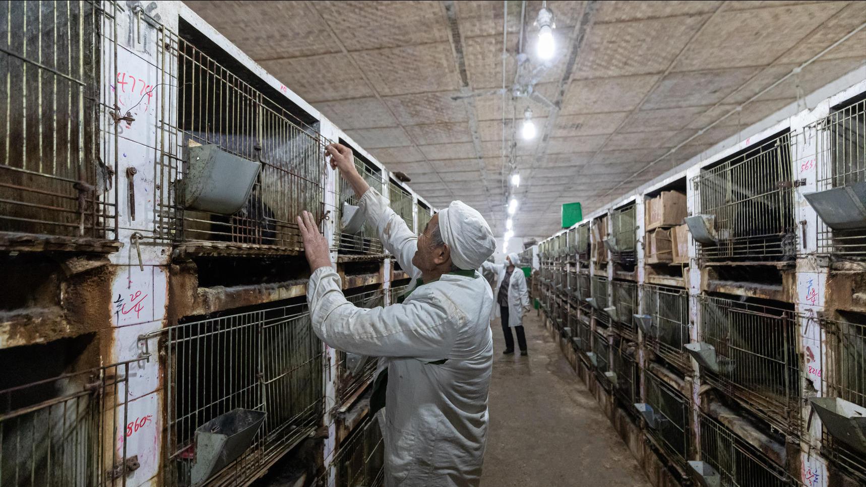 养殖场疾病,养殖兔子生病的状态和解决办法